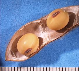   Seeds:   Glycine max , seeds (showing hilums) in open pod; Photo by A. Margina, USDA APHIS PPQ, imageID.idtools.org
